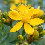 Die Johanniskraut Pflanze: Botanik & Kaufen