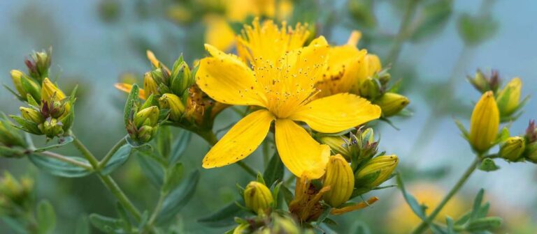 ᐅ Johanniskraut Sonne: Wie stark muss man aufpassen? – Johanniskraut.net