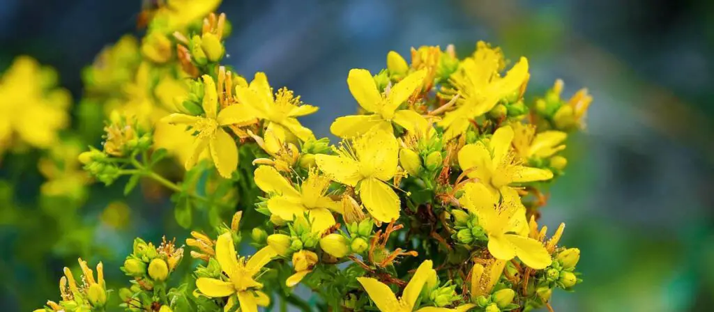 Johanniskraut im Garten verboten