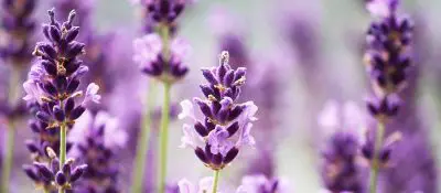 Lavendel: Einfach die wichtigsten Infos zur Pflanze