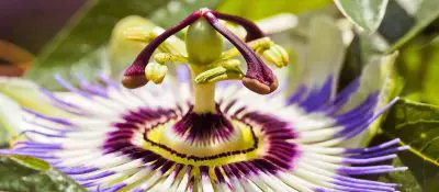 Passionsblume: Einfach die wichtigsten Infos zur Pflanze